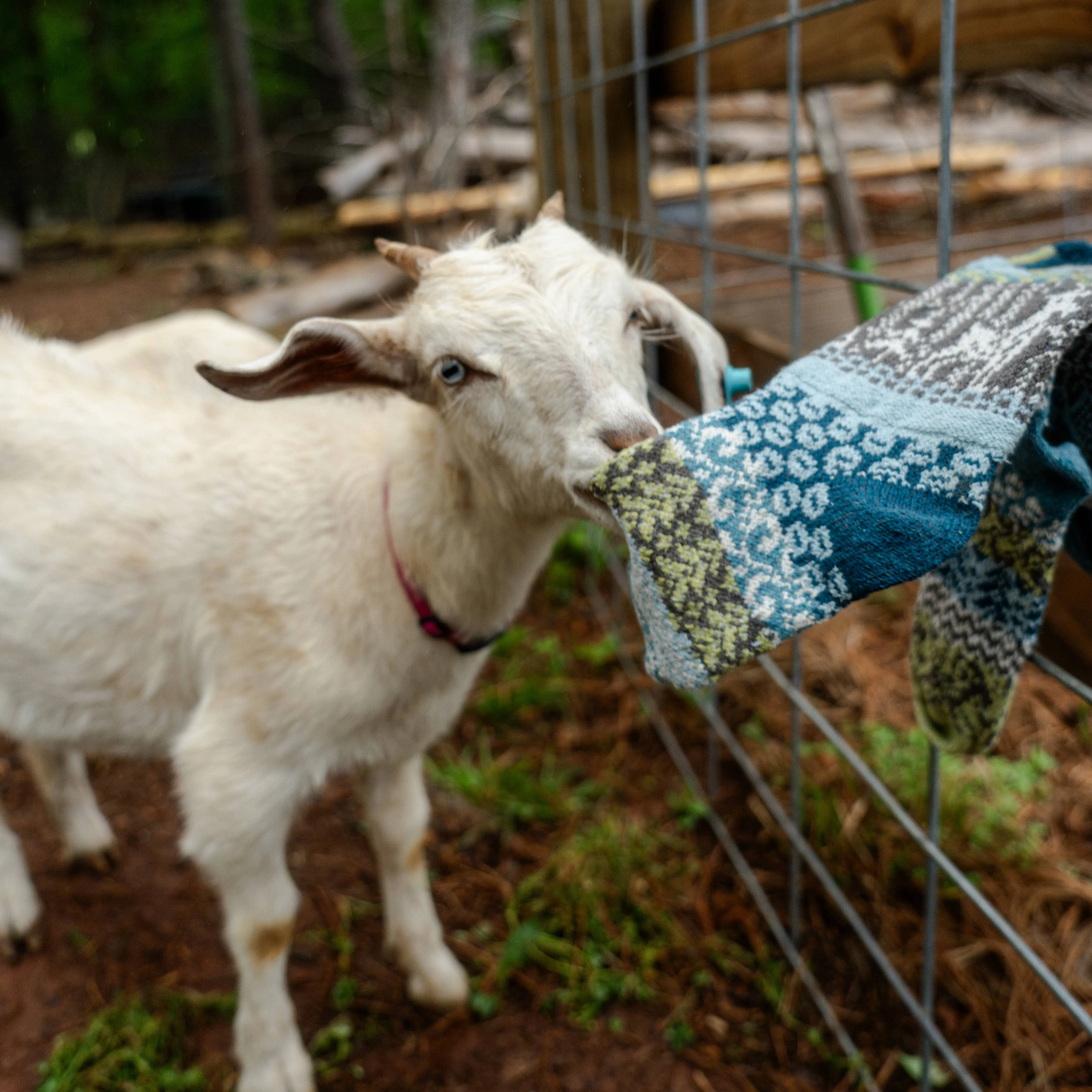 Goat Crew Sock | Socks That Give Back to National Parks